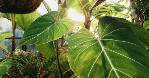 Why Are Plants Green? To Reduce the Noise in Photosynthesis.