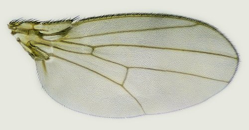 Mathematical Analysis of Fruit Fly Wings Hints at Evolution’s Limits | Quanta Magazine