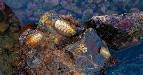 Mollusk Eyes Reveal How Future Evolution Depends on the Past