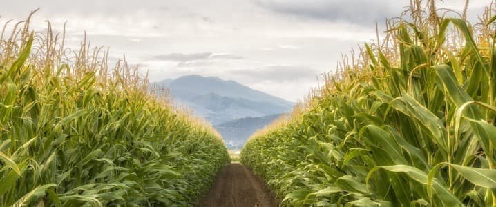 Global Food Prices Soaring As Demand For Biofuels Continues To Climb