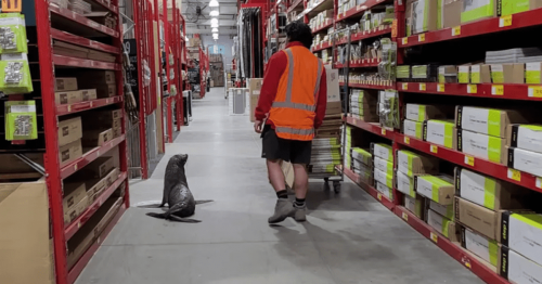 Curious seal takes a stroll through a New Zealand hardware store in a wholesome encounter