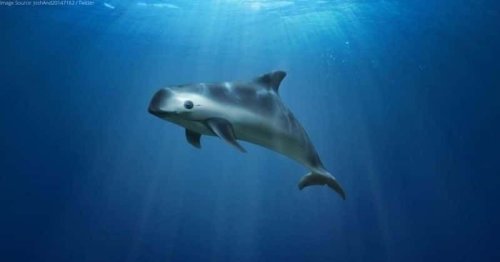 This is the stunning vaquita, the rarest animal in the world. Only 10 of them exist.