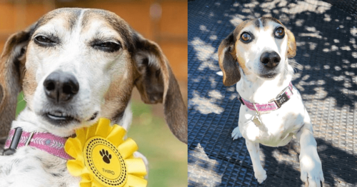 Puppy who ran away from home returns the same day with dog show rosette after winning third place