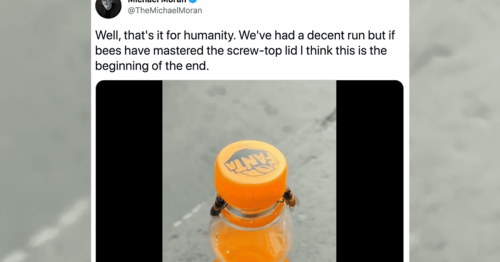 Two bees work together to successfully remove the cap of a soda bottle in un-bee-liveable video