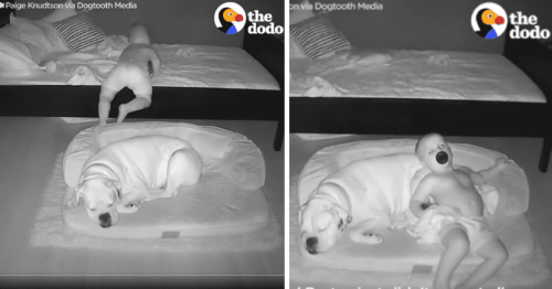 Toddler climbs out of bed at night so he can sleep with his dog and it's so cute: 'They're best buds'
