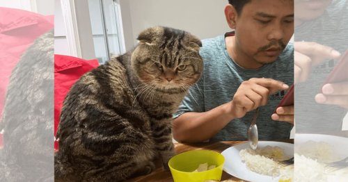 Woman documents how her cat stole her husband in 25 adorable pictures