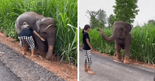 Heartwarming video shows a baby elephant thanking a girl for helping after it got stuck in the mud