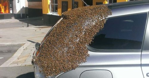 Swarm of 20,000 bees chase car for two days to rescue queen trapped inside