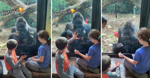 Gorilla has an adorable and calm reaction to little kids playing videos for him on Ipad
