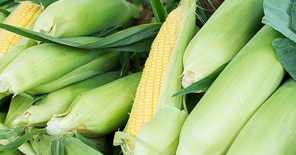 How to Store Corn on the Cob (Plus How to Pick the Sweetest Ears)