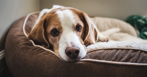What to Do When Your Dog Is in Heat (Besides Freak Out About Your White Couch)