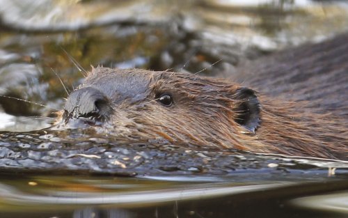 Why engineers are turning to beavers for insights into managing water resources