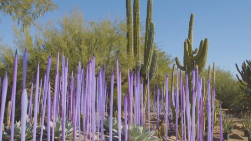 Glass artist Dale Chihuly’s exhibit takes inspiration from Arizona’s desert landscape