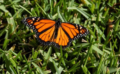 U.S. cancels automatic protections for imperiled animals as critics warn of extinctions