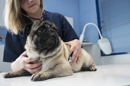 How to protect your pets from the New World screwworm fly
