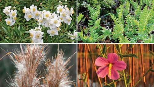 The Best Native Plants for Your Region