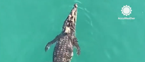 Popular Tourist Beach Forced To Close After Enormous Crocodile Was Spotted ‘Lurking’ In The Water