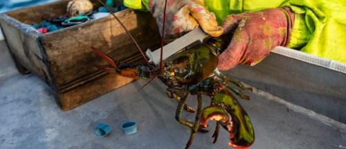 REPORT: Lobstermen Quit As New Regulations Go Into Effect