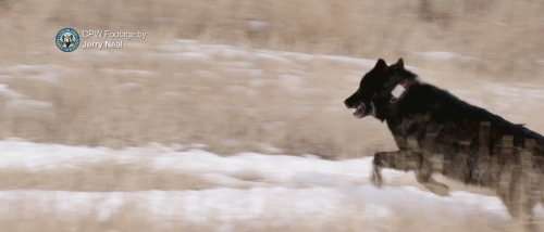 City-Dwellers Voted To Release Wolves Into Colorado … Now Their GPS Trackers Are Failing