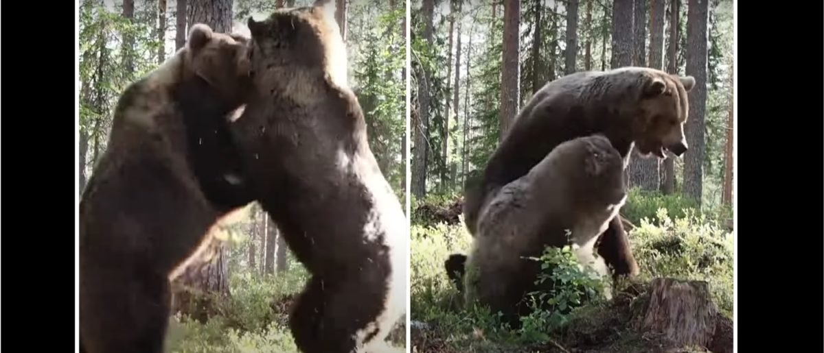 Massive Bears Fight In Stunning Viral Video