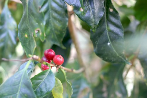 How Cooperative Coffees is Leading the Way on Coffee and Climate