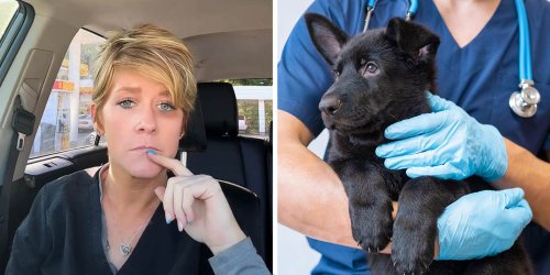 Emergency Vet Calls Cops On Pet Owner After Learning He Shot His Own Dog