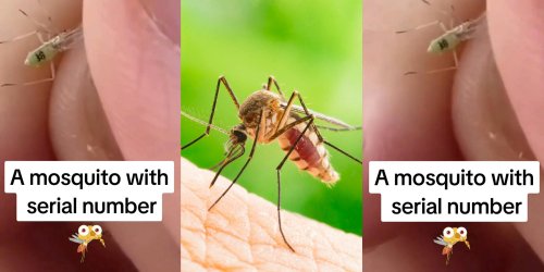‘Bill Gates mosquito’: Mosquito With ‘Serial Number’ Confounds Viewers. What's Going On?