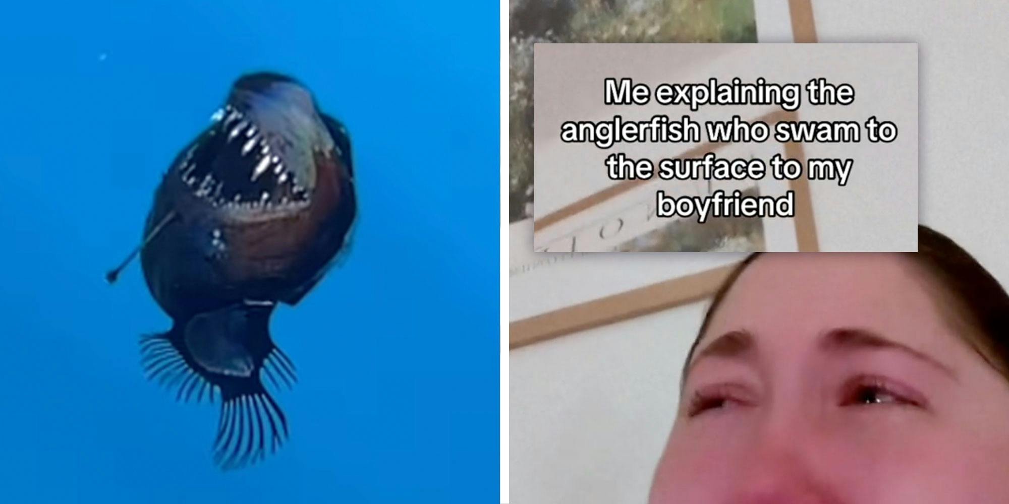 ‘The way I sobbed’: The internet is mourning the deep-sea anglerfish who swam to the surface to die