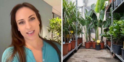 ‘I’m letting you in on a dirty little secret’: Woman walks into office building. Then she reveals why your indoor plants don’t last