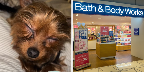 Woman Uses Bath&Body Works Shampoo On Her Yorkie—To Disastrous Results