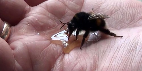 Man rescues gigantic bumblebee and it gives him a high-five