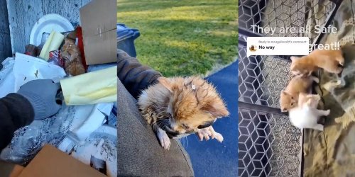 'Makes me sick to my stomach': Garbage collector rescues 3 kittens from trash compactor