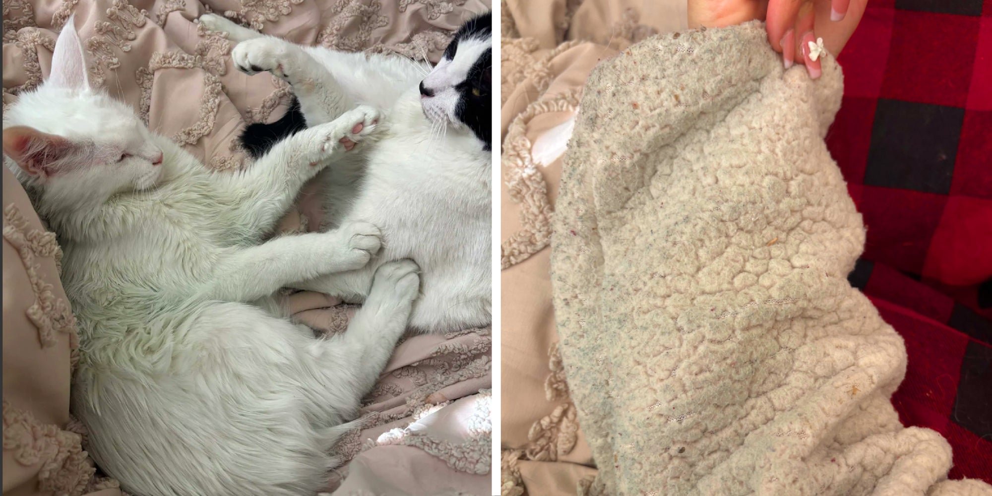 ‘This is how you discover he’s having an affair’: Woman’s cat turns green. Then she finds damning evidence in her husband’s phone
