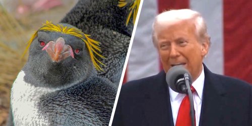 Trump Has Accidentally Imposed Tariffs On An Island Solely Inhabited By Penguins