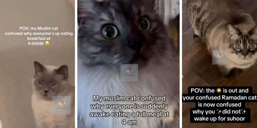 ‘My Muslim cat is confused’: Ramadan cats are sleepy, baffled, and have totally taken over TikTok