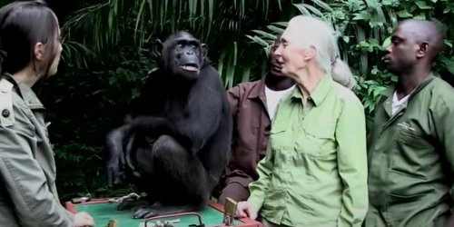 Beloved chimp advocate is the new enemy of conspiracy theorists