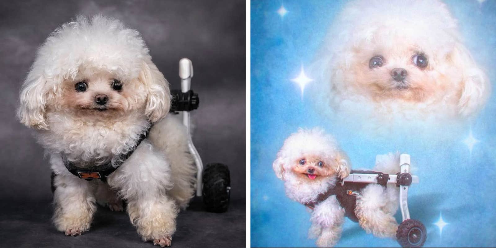 Why Thousands Are Crying Over A Wheelchair-Bound, Rescued Puppy
