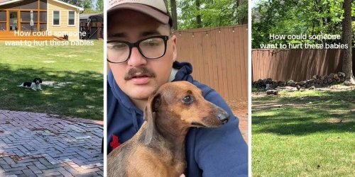 ‘How Could Someone?’: Man Tried To Poison His Neighbor’s Dogs With Fake Treats