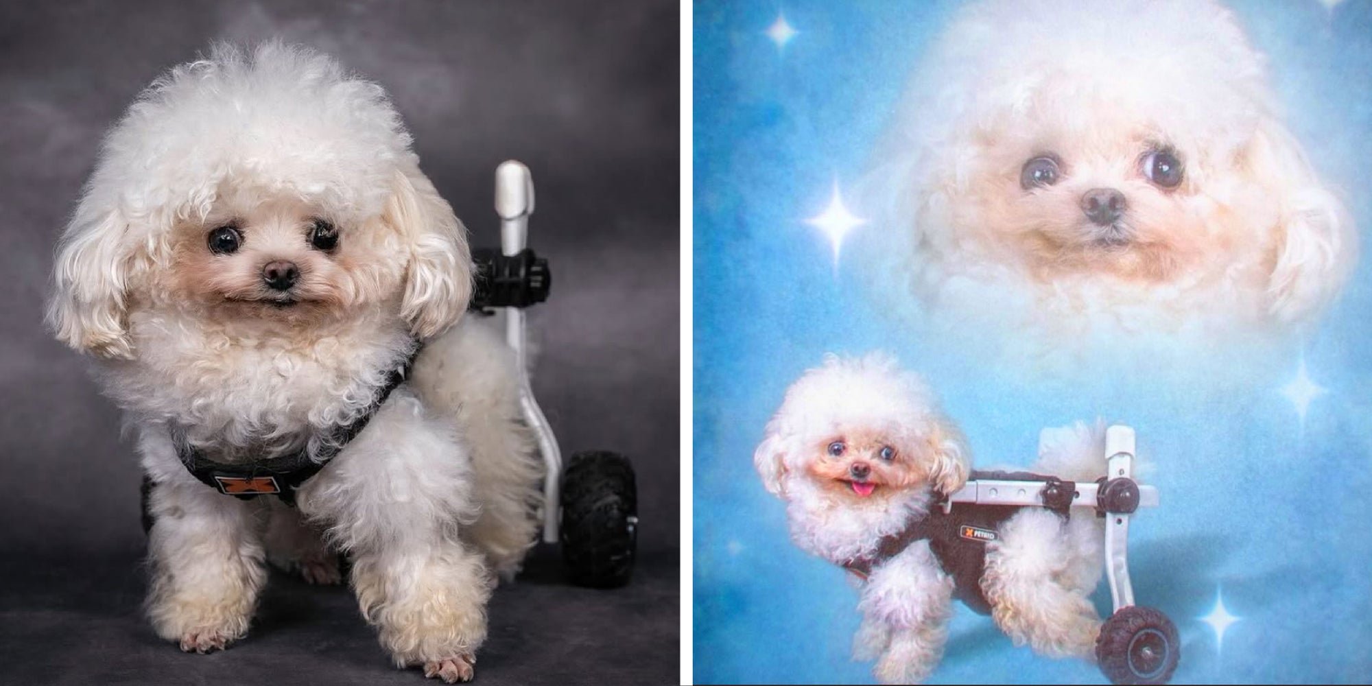 ‘I love Lufy more than my husband’: Why thousands are crying over this wheelchair-bound Bichon Frise rescue