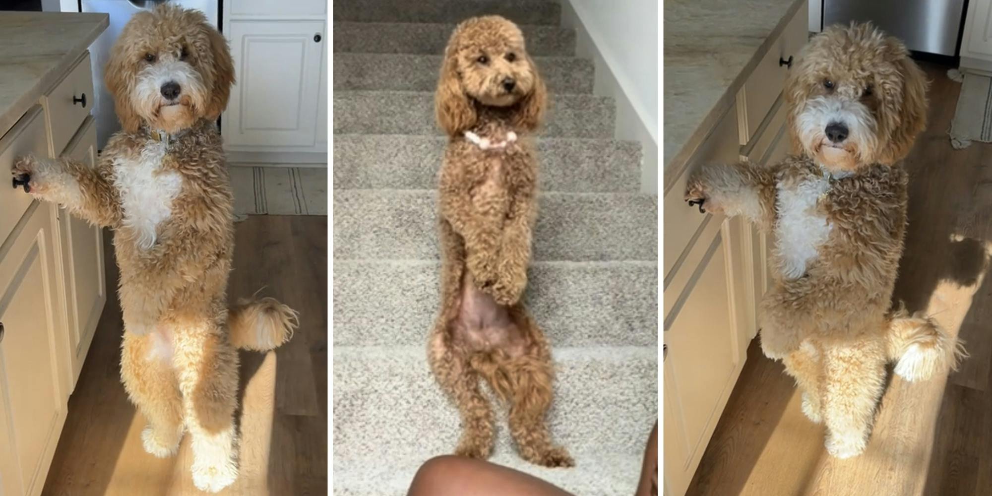 ‘Doodles are coming for us’: TikTok’s latest obsession is videos of Goldendoodles doing human things