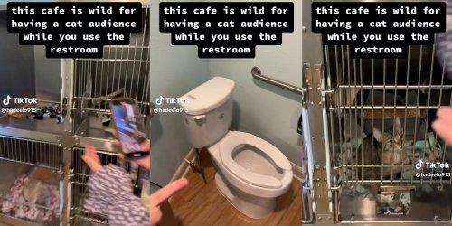 ‘A cat audience while you use the restroom’: Cafe keeps cats in cages in restroom, customers discover