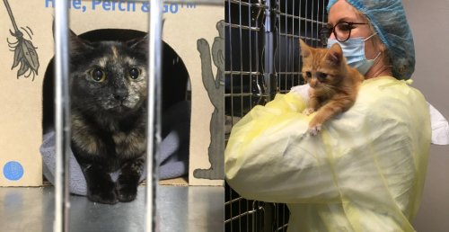 60 abandoned animals rescued from disgusting Surrey property (PHOTOS)