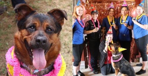 After 365 days in an animal shelter, Surrey pup still seeking forever home