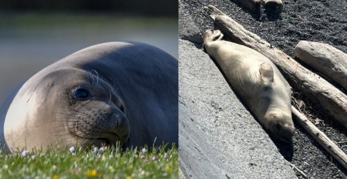Emerson the elephant seal treks over 200km back to Victoria after relocation