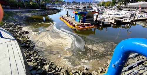 "Like a diarrhea swimming pool": Local alarmed at Granville Island water quality