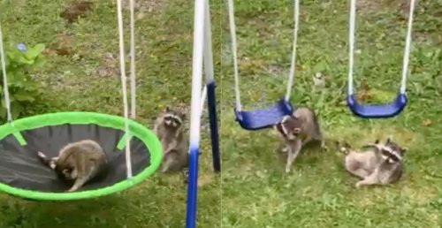 "Bandit brothers": Raccoons takeover backyard playground in Metro Vancouver (VIDEO)