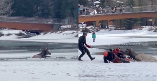 Rescue of elk trapped in icy Bow River in Banff caught on camera