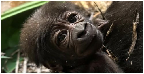 The Calgary Zoo is letting you see its new baby gorilla this weekend (PHOTO)