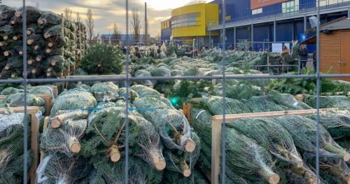 IKEA donates and gives away free Christmas trees at its closed GTA location