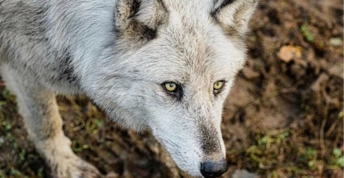 A Greater Vancouver Zoo wolf has been found dead and one is still missing